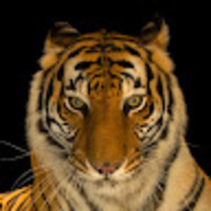 Meet your Posher, Drew